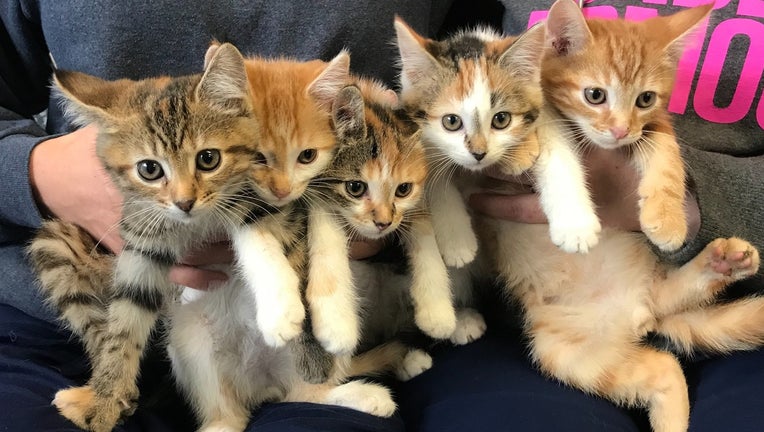Berks County Animal Rescue League