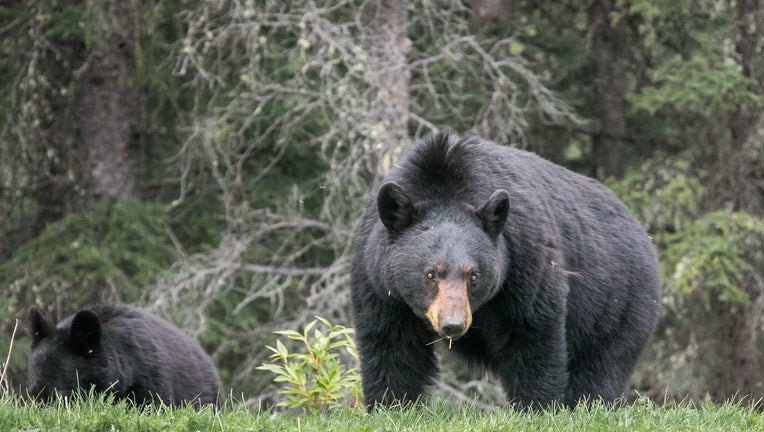 Black bear