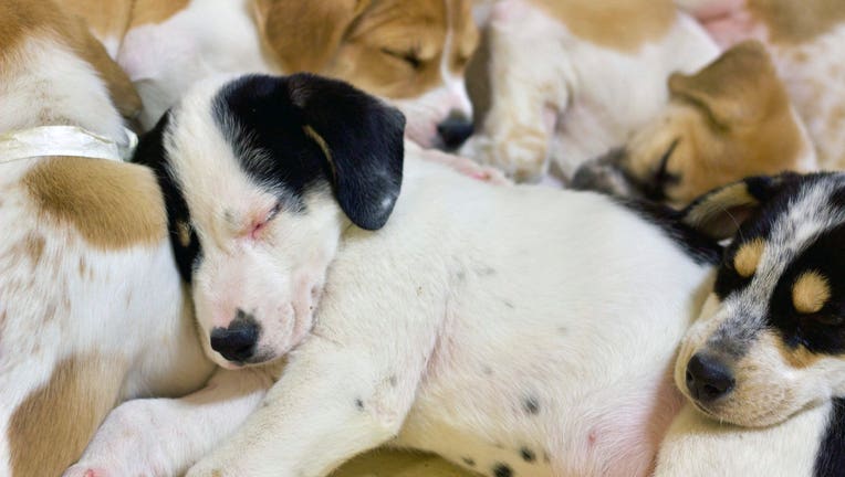 Brandywine Valley SPCA