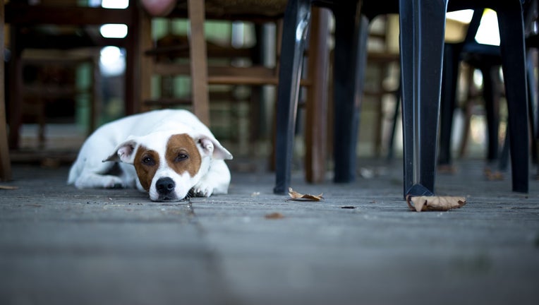 Dog sitting at outdoor restaurant