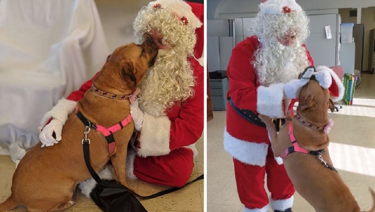 PSPCA pup Lucy asks Santa for a forever home