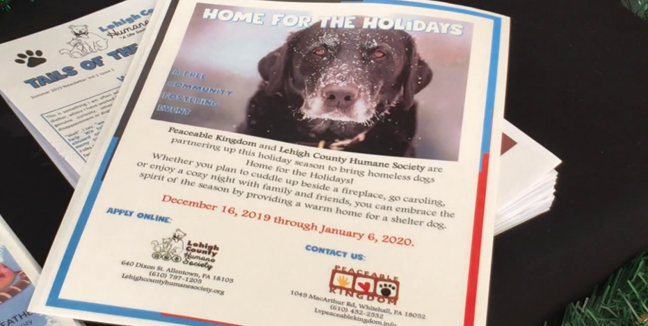 holidays you can take dogs