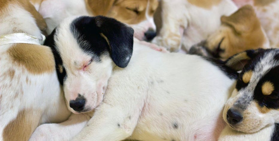 Brandywine spca dogs new arrivals