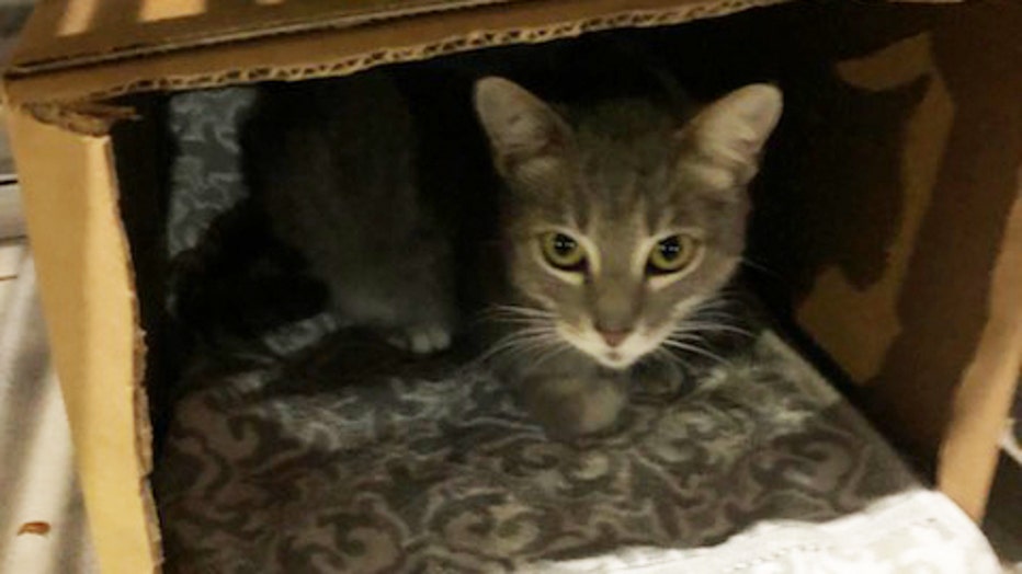 CAT-RESIZED2.jpg
