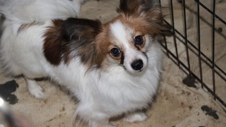 Idaho Humane Society rescue