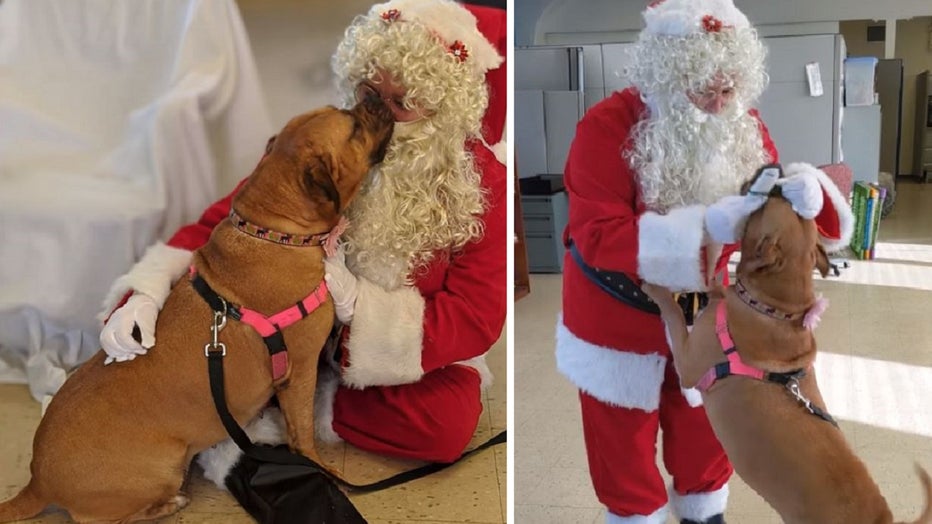 PSPCA pup Lucy asks Santa for a forever home