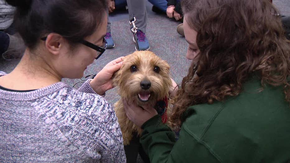 therapy dog visits uk