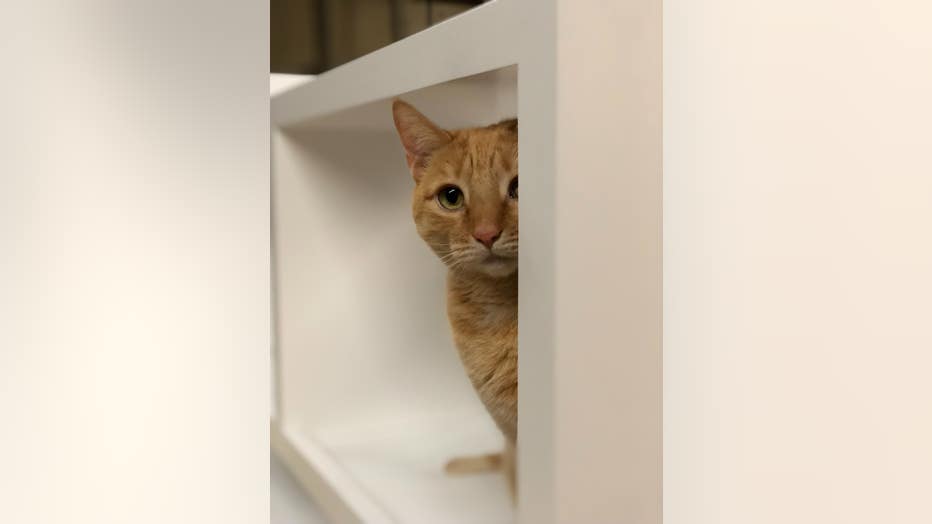Available Cats - ACCT Philly