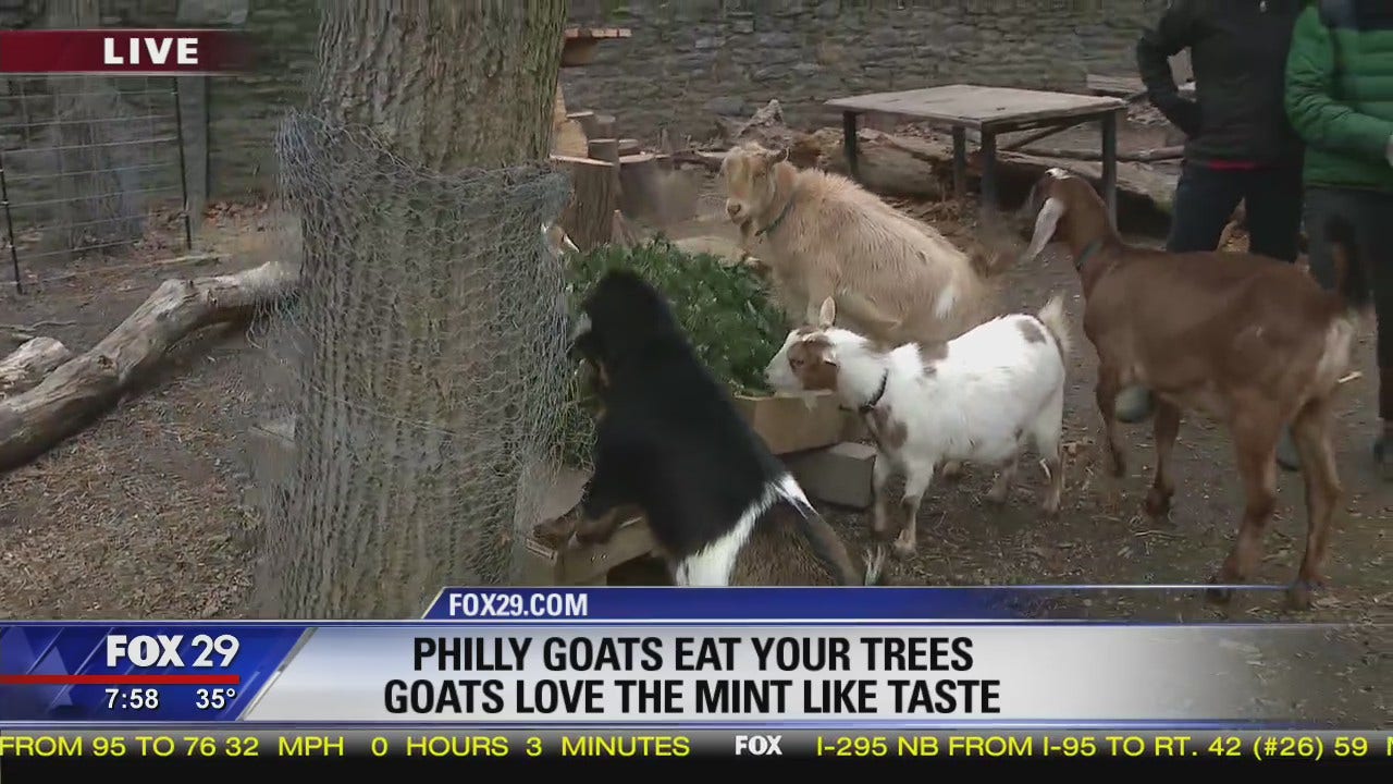 Philly Goat Project allows goats to eat Christmas Trees instead of