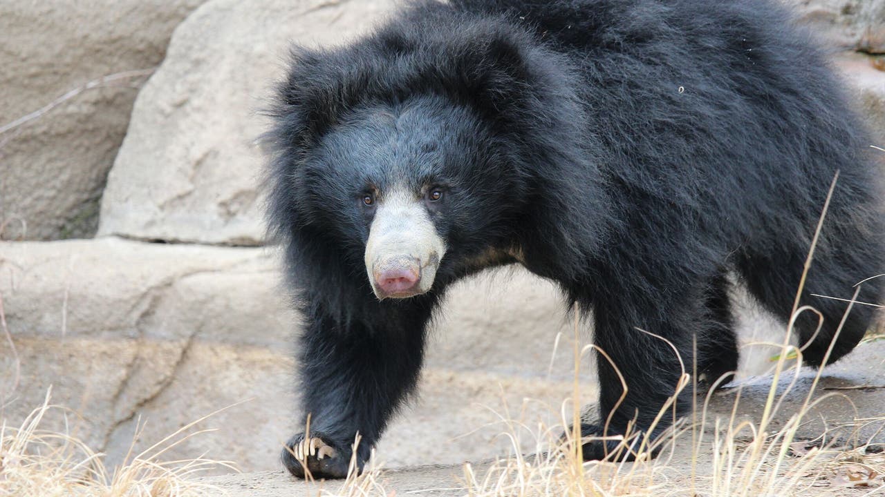 philadelphia-zoo-welcomes-adorable-newborn-sloth-bear