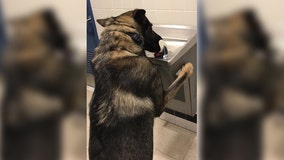 Clever K9 uses water fountain to quench his thirst