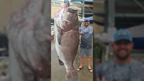 Fisherman catches 350-pound fish near southwest Florida, researchers confirm it's 'a big old fish'