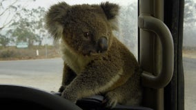 Volunteers knit koala mittens, joey pouches for Australia wildlife injured by bushfires