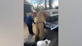 Wild turkey euthanized after it was rescued by New Jersey farm