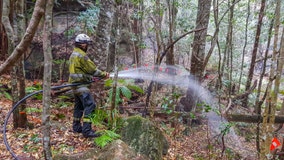 Australia firefighters save world's only rare dinosaur trees