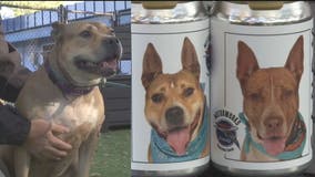 Minnesota woman sees long-lost dog's photo on beer cans promoting Manatee County shelter pups