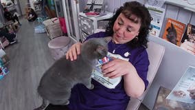Community finds solace, healing at Burlington County cat lounge