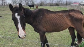 Horse euthanized after it was found emaciated in Navasota