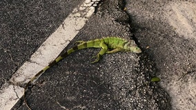 Cold-stunned iguanas are actually falling from South Florida trees