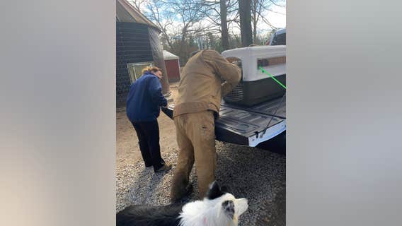 Wild turkey euthanized after it was rescued by New Jersey farm