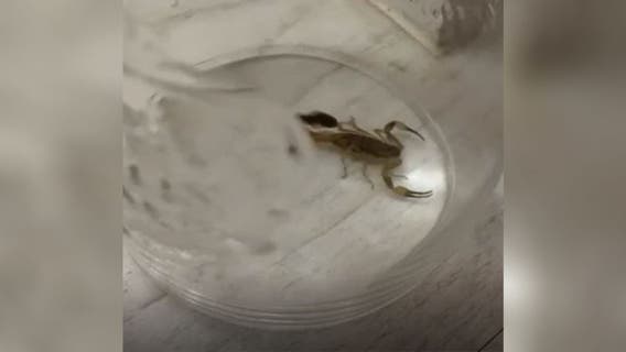Venomous scorpion secretly lives with family for a week after stowing away in their luggage