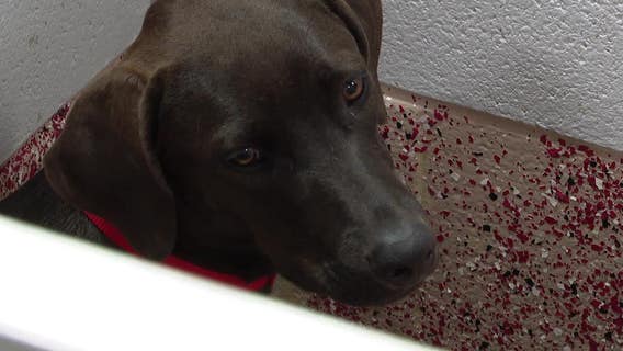 Brandywine SPCA rescues dogs airlifted from Puerto Rico