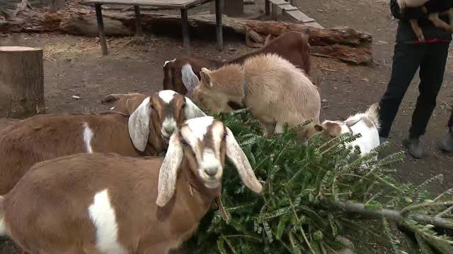 Philly Goat Project accepting donated Christmas trees to feed goats in Germantown