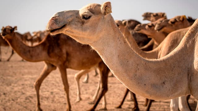 Woman who fell off camel suing TripAdvisor for failing to make sure the tour was safe