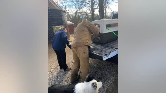 Wild turkey euthanized after it was rescued by New Jersey farm