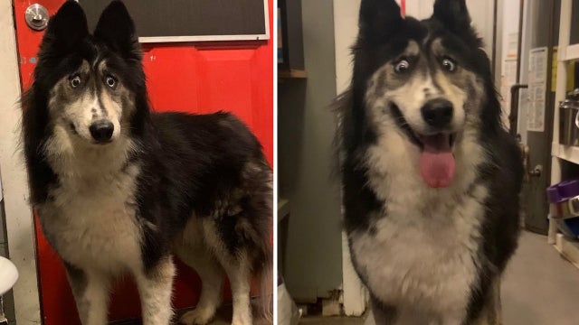 Cross-eyed husky Jubilee finds forever home in New Jersey