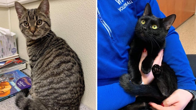 Officials: 2 'terrified' cats found inside plastic bags along Pa. road
