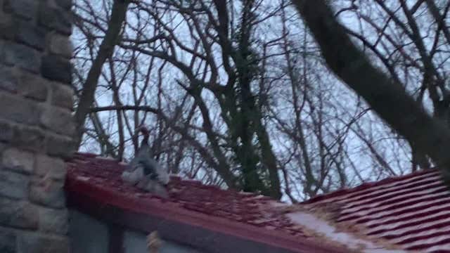 Turkey ends up on roof of home in Haddon Heights