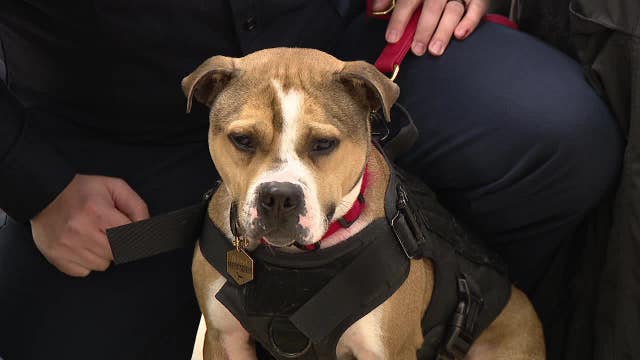 New Jersey's first pit bull arson detection K9 graduates from training