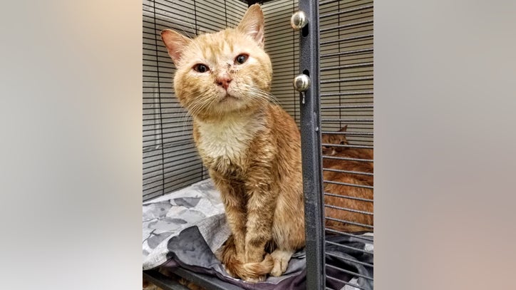 24 Sick Cats Found Living Inside Unheated Car In Bucks County