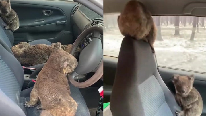 australian family rescues multiple koalas from wildfires flyers to advertise a business