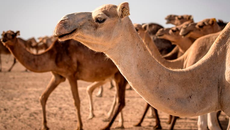 A herd of camels is seen in the desert near Dakhla in Morocco-administered Western Sahara on October 13, 2019. (Photo by FADEL SENNA / AFP) (Photo by FADEL SENNA/AFP via Getty Images)
