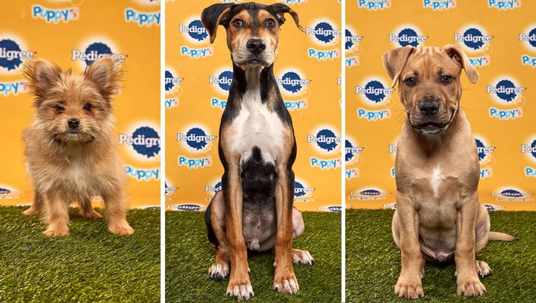 Puppy Bowl contestants from the Delaware Valley