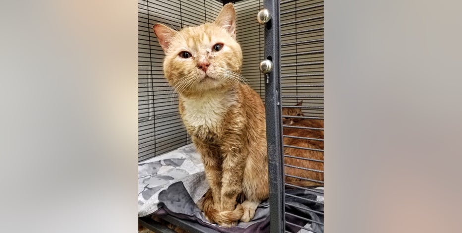 24 Sick Cats Found Living Inside Unheated Car In Bucks County