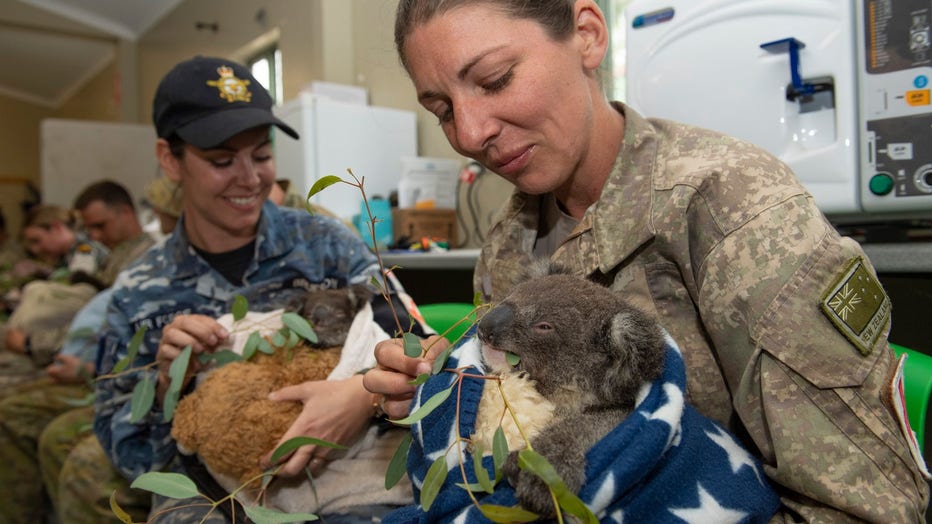 Baby koala born at Miami Zoo, named 'Hope' to show support for Australian  wildlifes