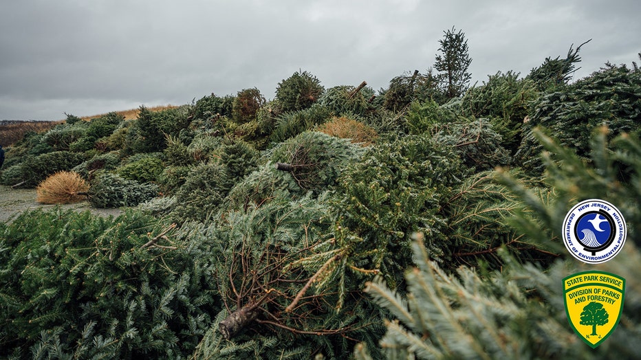 Hundreds of Christmas trees were donated to improve the sand dunes at Island Beach State Park in New Jersey.