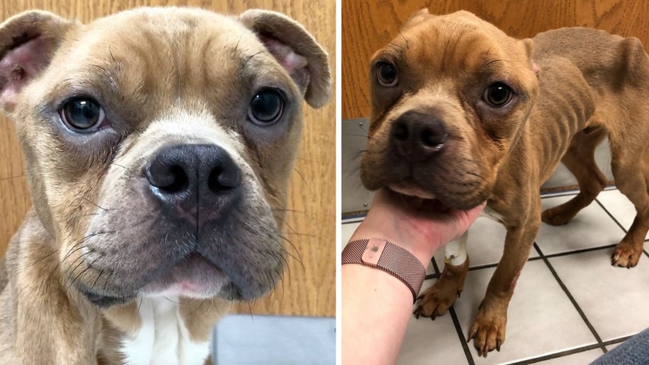 Wichita Animal Action League Bowie dog rescue