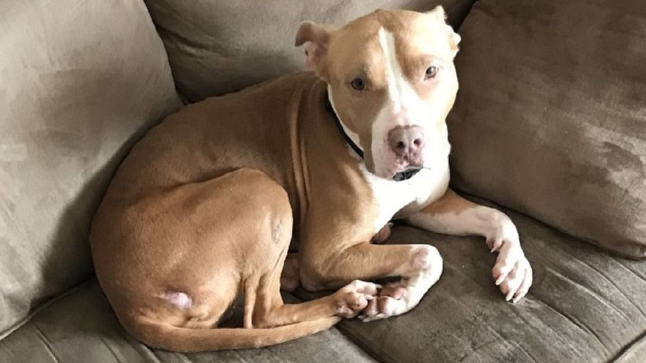 Brandywine Valley SPCA / Collingdale police rescue dog Rose