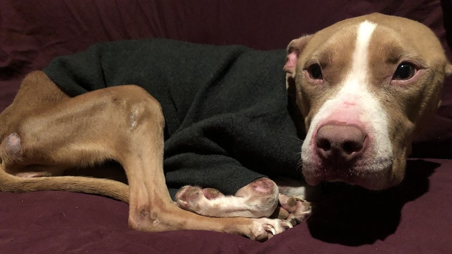 Brandywine Valley SPCA / Collingdale police rescue dog Rose