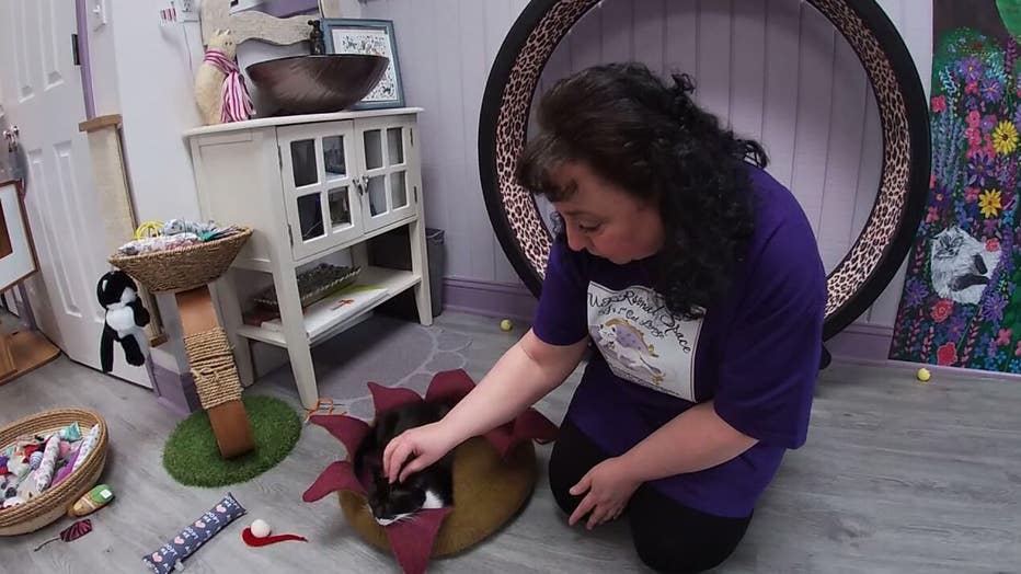South Jersey's PURRsonal Space Cat Lounge