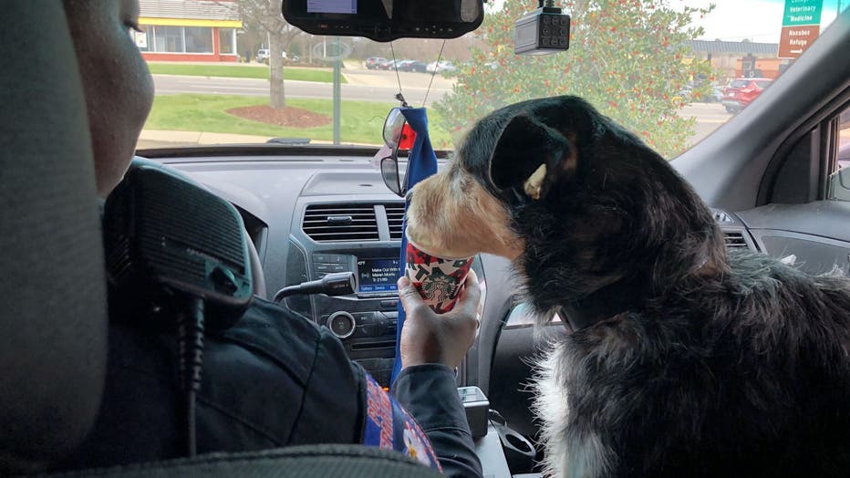 Colbert feeds her dog for the day a puppuchino.