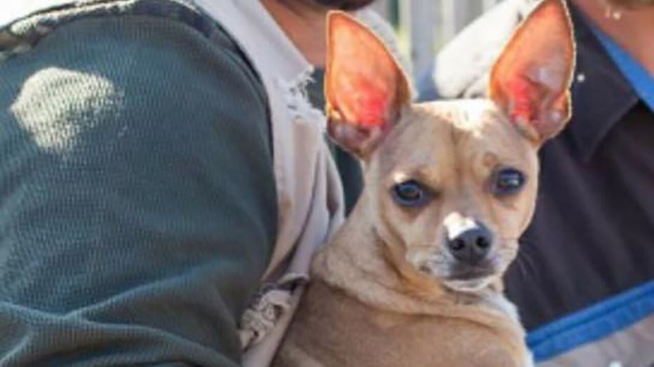 Max the Chihuahua found after going missing from crash site