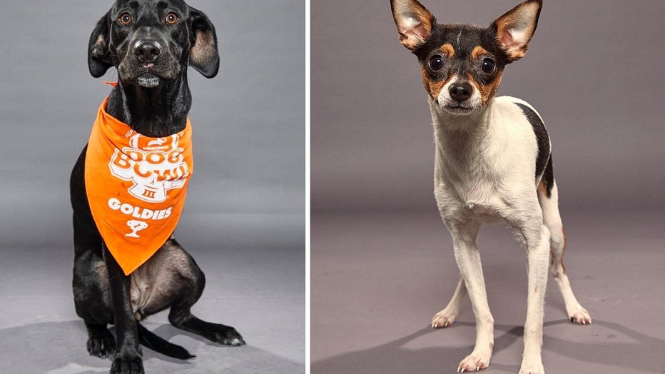 Puppy Bowl contestants from the Delaware Valley