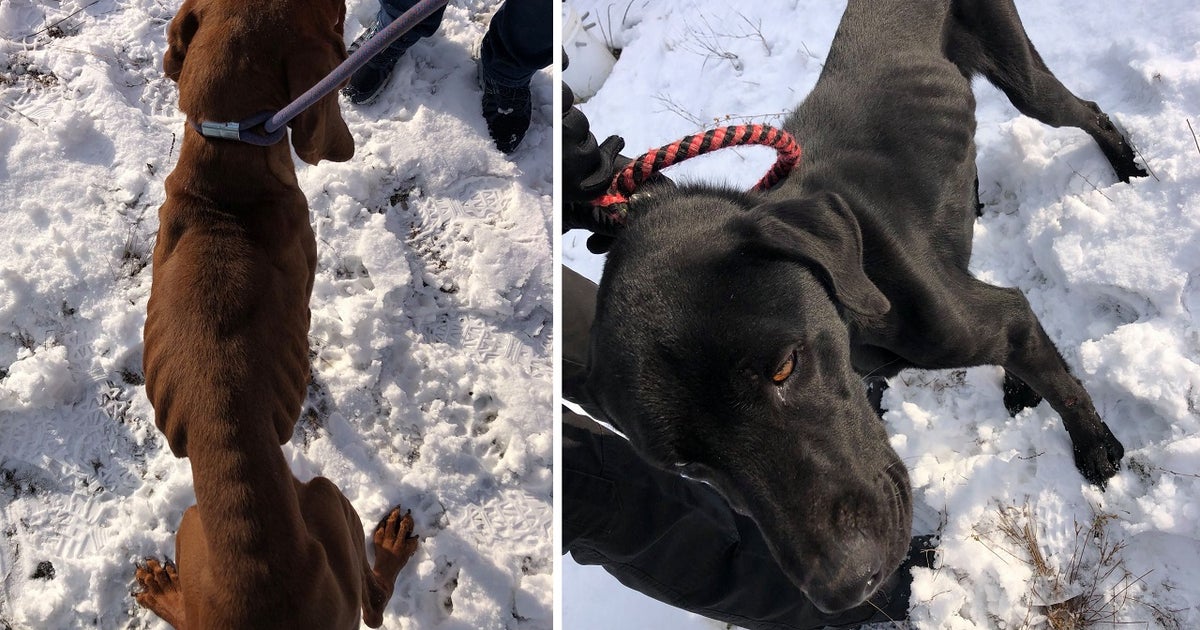 Woman faces animal cruelty charges after 3 dead dogs found on property ...