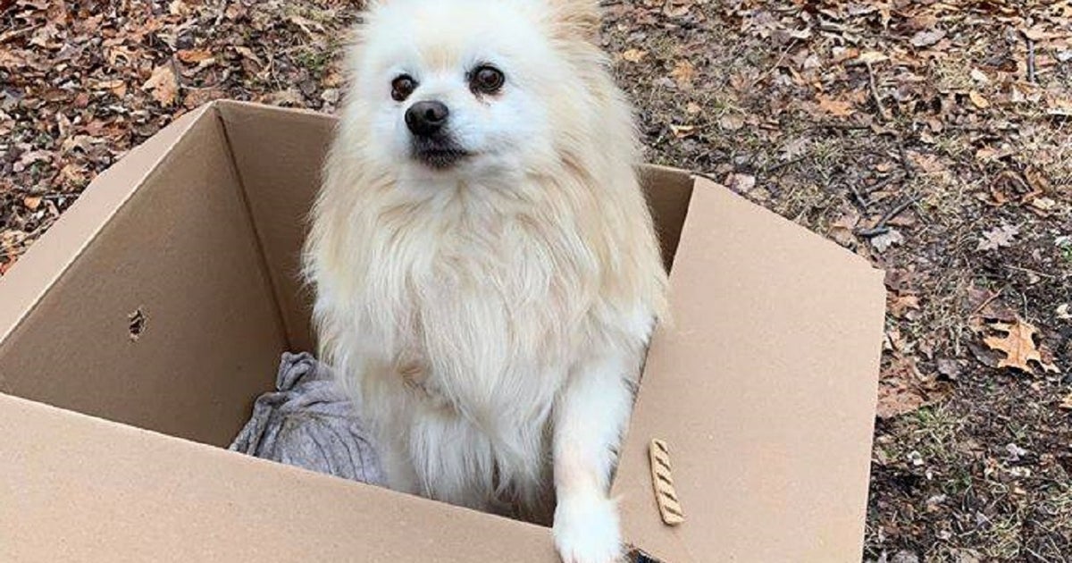 Shelter pleads after dog found abandoned in box along Pa. road: 'This ...