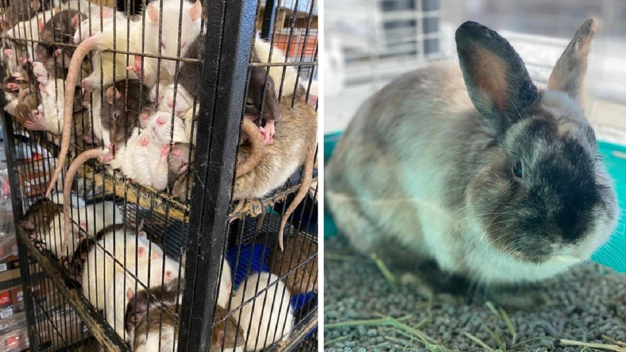 Couple charged after nearly 270 animals rescued from deplorable conditions